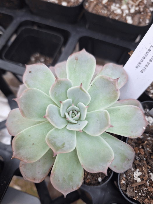Echeveria 'Phoenix Fire' – Striking Succulent with Red-Tinged